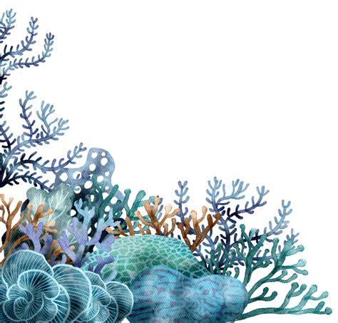Coral Reef Composition Png Transparent Image