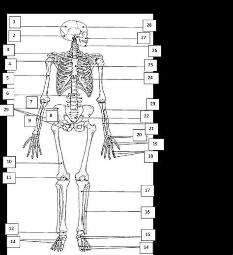 Skeleton Overview Diagram Quizlet