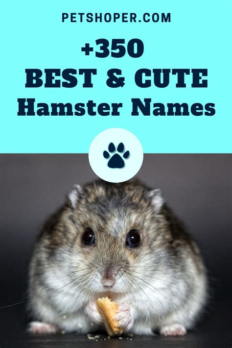 Hamster Names 350 Best And Cute Names Ideas Petshoper Hamster Names