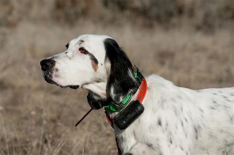 English Setter On Point Photograph By William Mullins Fine Art America