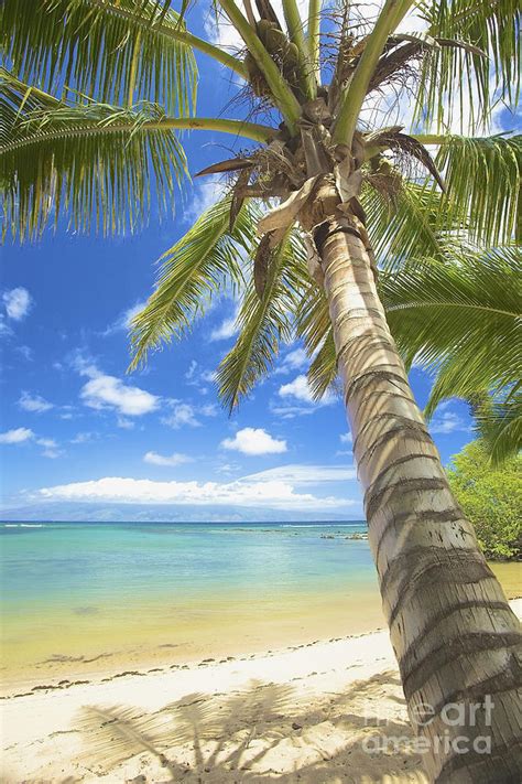 Maui Palm Tree Photograph By Kicka Witte Pixels