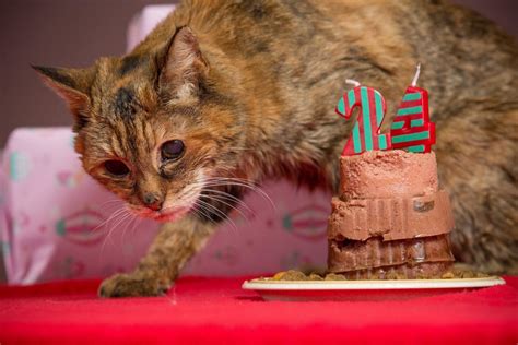 Poppy Is Crowned Worlds Oldest Living Cat At Age 24 Nbc News