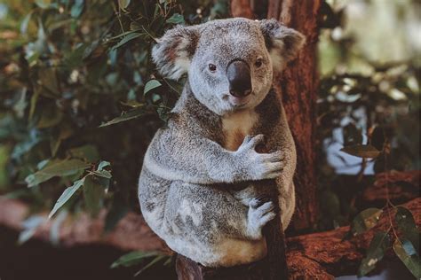 Government Report Reveals Crucial Importance Of Koala National Park