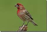 Red Breasted House Finch Photos Pictures