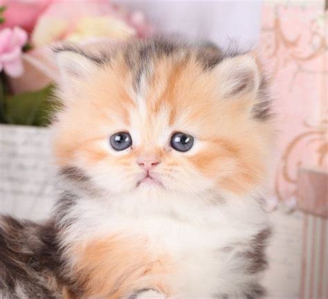 Persian Cat Kitten For Sale Near Me Pets Lovers