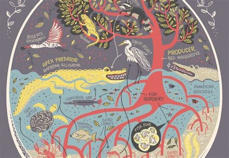 Floridas Mangrove Swamp Ecosystem Illustrated The Kid Should See