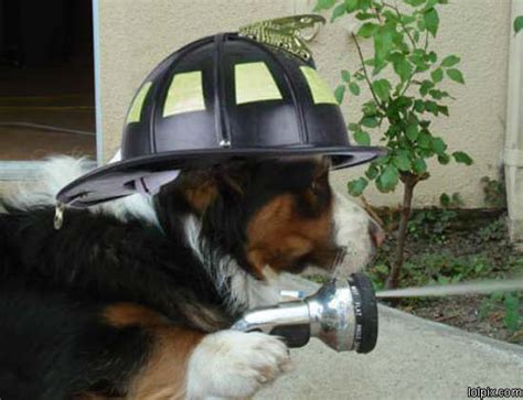 Fire House Dogs My Firefighter Nation