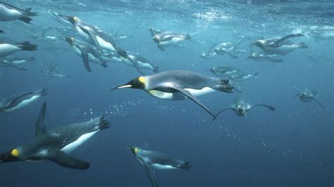 Emperor Penguin Full Hd Wallpaper And Background Image 1920x1080 Id