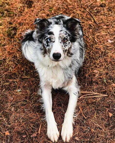 Facts You Need To Know About The Border Collie Colors And Markings