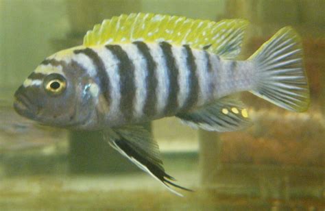 Cynotilapia Afra Wild Caught Red Top Male From Nkhata Ba Alexandra Tyers Flickr