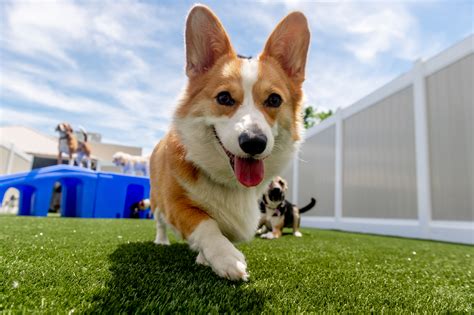 Doggie Daycare Near Me | Dog Daycare | K9 Resorts