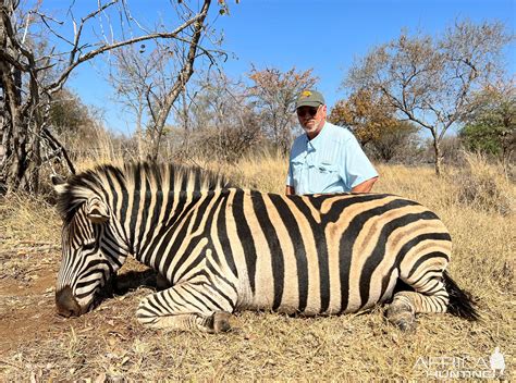 Zebra Hunt South Africa