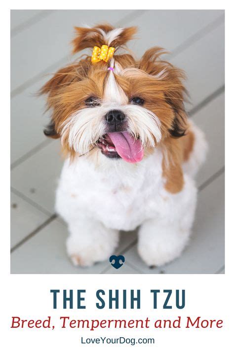 Shih Tzu 101 Breed Information Temperament Personality Traits And More