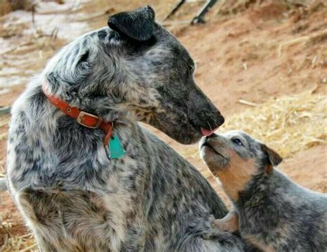10 Best Images About Australian Cattle Dog Or Blue Heeler