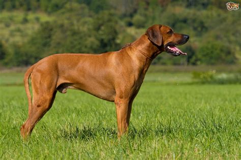 Five Fascinating Facts About The Rhodesian Ridgeback Dog
