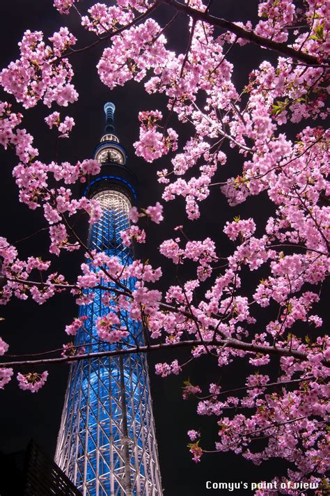 View Aesthetic Japanese Nightime Cherry Blossom Wallpaper  Aesthetic Minimal Wallpaper