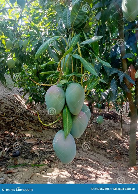 Bunch Of Colorful Keitt Mango Fruits On A Mango Tree Stock Photo