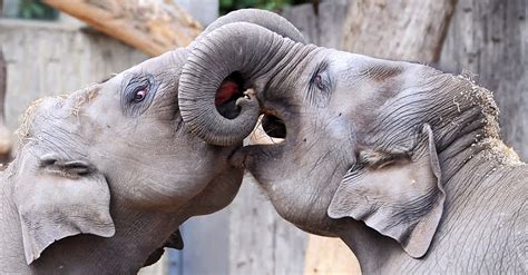 a wild elephant falls in love with a captive one what happens next unbelievable