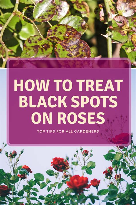 This Guide Explains How To Get Rid Of Black Spots On Roses It Has