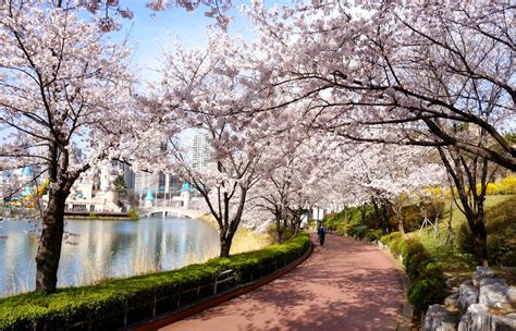 Cherry Blossom In Korea 2018 Best Time Spots Tours Everything You