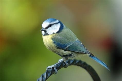 Top 10 British Garden Birds