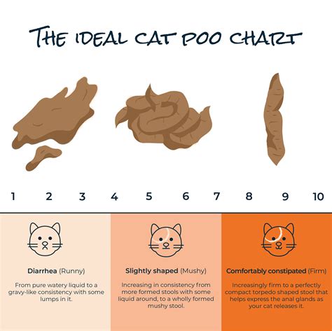 The Top 11 Benefits Of Raw Cat Food Diets Bella And Duke