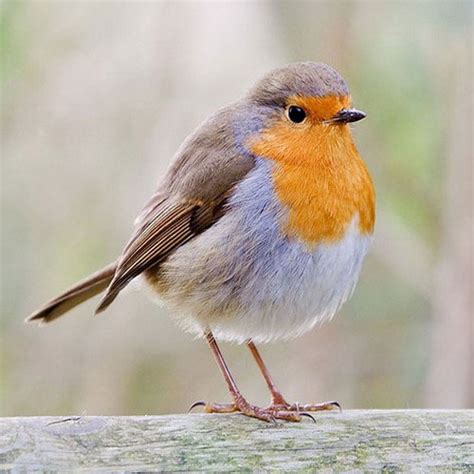 Check spelling or type a new query. Птица Малиновка (Зарянка или Erithacus rubecula): описание ...