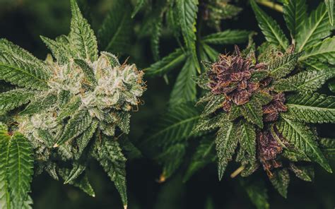 Veremos los 3 puntos que se deben tener en cuenta para cosechar la marihuana en el momento óptimo. Flowering stages in cannabis plants - BSF Seeds UK