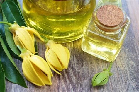 Loss of libido has become a common problem. Favorite Ways to Use Ylang Ylang - PlantTherapy.com