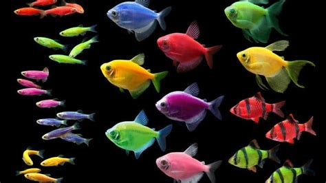 How Are Glofish Made Facts And Faq Fishkeeping Forever