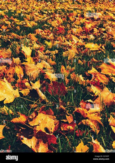 Autumn Leaves On The Ground Stock Photo Alamy