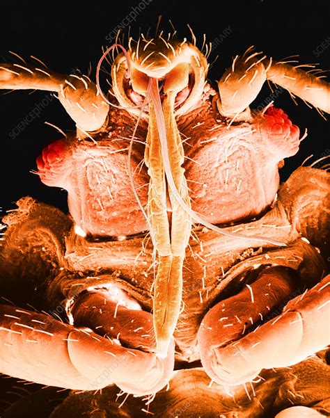 Bedbug Mouthparts Sem Stock Image C0281757 Science Photo Library