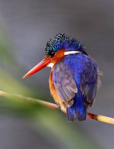 493 Best Kingfisher Images On Pinterest Kingfisher Common Kingfisher