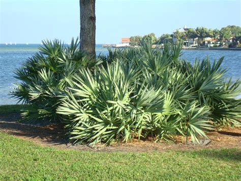 Saw Palmetto Plant Care How To Grow Silver Saw Palmetto Plants Dummer Garden Manage