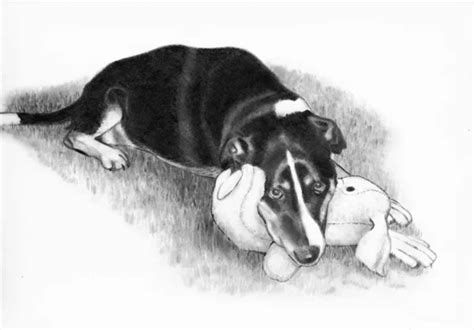 Pencil Drawing Of Dog Lying Down Stock Photo By ©joyart 1705322