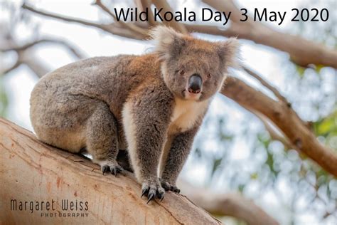 Wild Koala Day 2020 Margaret Weiss Photography