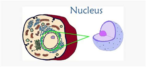 The nucleolus is located at the near center of the nucleus and is crucial for protein synthesis in animals. Nucleus In An Animal Cell , Free Transparent Clipart ...