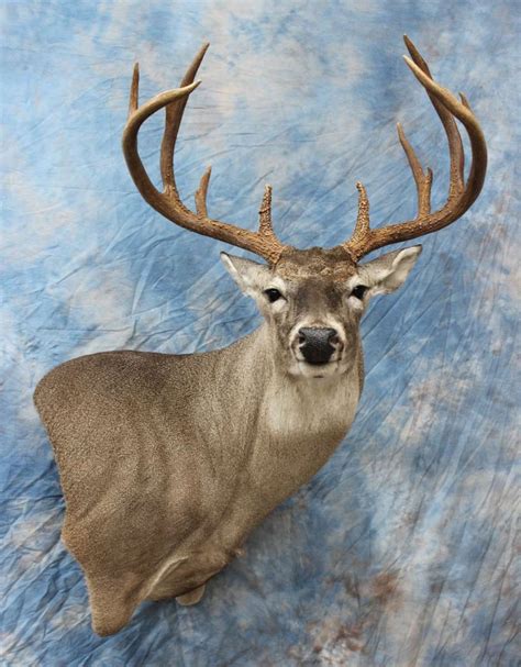 Whitetail Deer Morris Outdoors Taxidermy