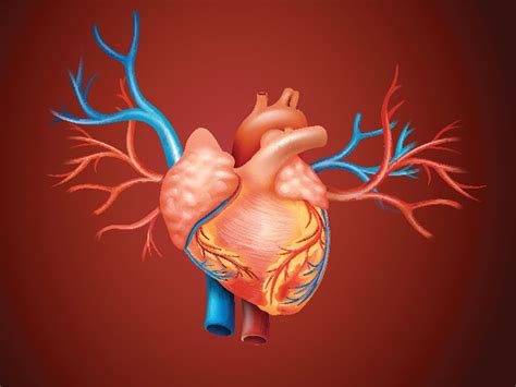 Whats The Difference Between Veins And Arteries Britannica