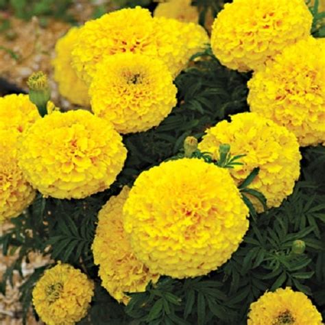 Yellow Marigold Seeds Plant Nursery Seeds For Sale