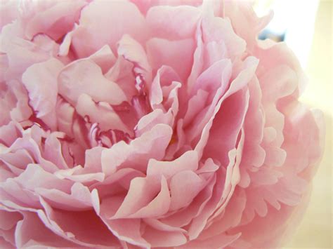 Light Pink Peonies Bouquet Wallpapers - Wallpaper Cave