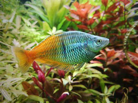 13 Popular Types Of Rainbow Fish With Pictures Pet Keen
