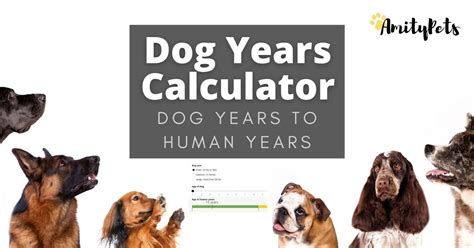 How Do They Calculate Dog Years