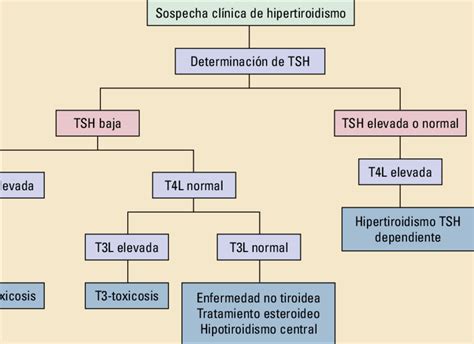 Protocolo Diagnóstico Del Hipertiroidismo Download Scientific Diagram