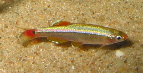 The white cloud mountain minnow is a popular freshwater aquarium fish among the pet fish lovers due to their brightly color and personalities. Tanichthys albonubes (White cloud mountain minnow)