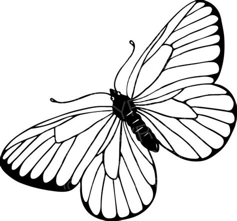 Black & White Line Drawing of a Butterfly Prawny Insect Clip Art