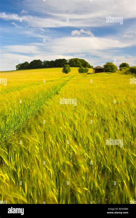 Summer Crops Growing In A Dorset Field England Stock Photo Alamy