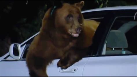 Police Catch Bear Breaking Into Cars Bear Crimes Bbc Youtube