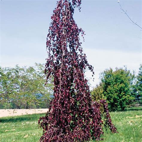 Weeping Purple Beech Landscape Tree Copper Beech