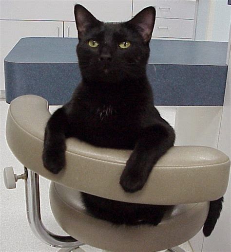 Exclusively Cats Veterinary Hospital Blog What Is That Bump